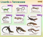 List of Lizards Found in Tennessee – Facts with Pictures