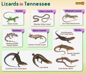 List of Lizards Found in Tennessee – Facts with Pictures