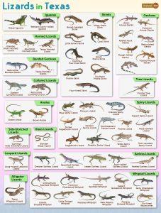 List of Lizards Found in Texas – Facts with Pictures