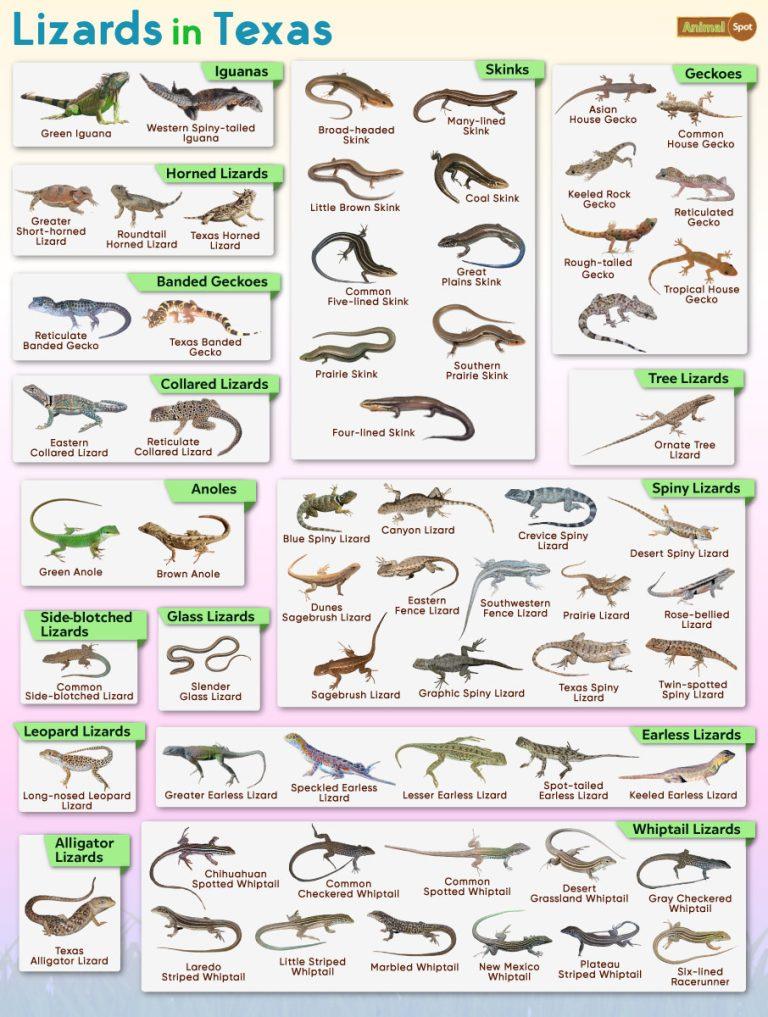 List of Lizards Found in Texas Facts with Pictures