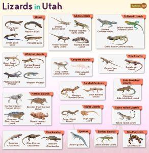 List of Lizards Found in Utah – Facts with Pictures