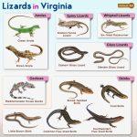 List of Lizards Found in Virginia – Facts with Pictures