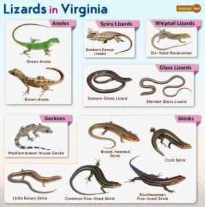 List of Lizards Found in Virginia – Facts with Pictures