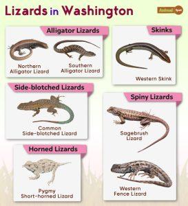 List of Lizards Found in Washington – Facts with Pictures