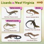 List of Lizards Found in West Virginia – Facts with Pictures