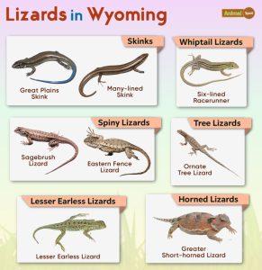 List of Lizards Found in Wyoming – Facts with Pictures