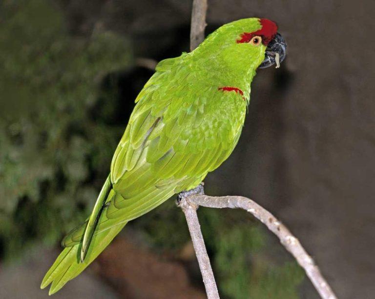 Thick-billed Parrot– Facts, Size, Habitat, Pictures