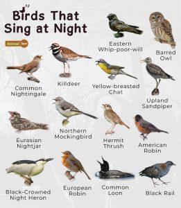 List of Birds That Sing at Night - Facts With Pictures