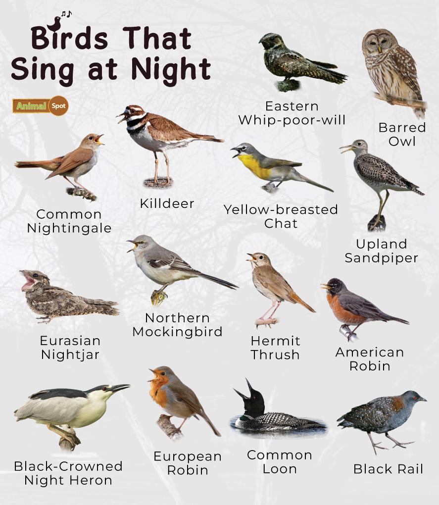 Nightingale Bird Facts