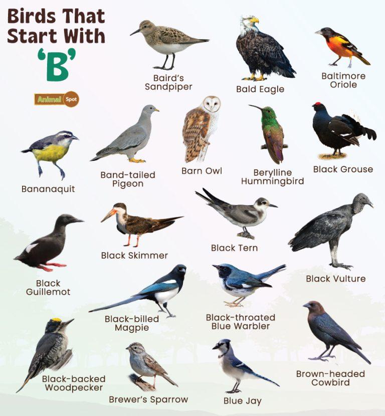 Birds That Start With B