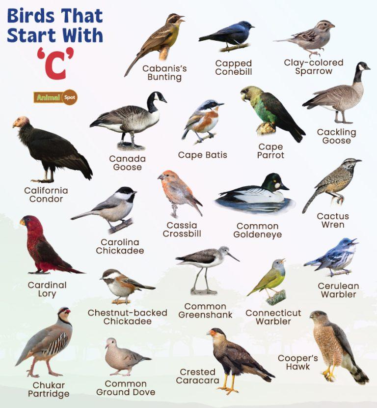 birds-that-start-with-c