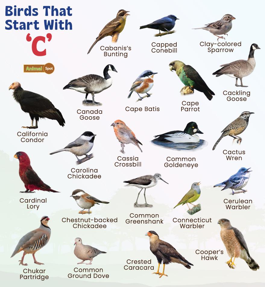 Birds That Start With C
