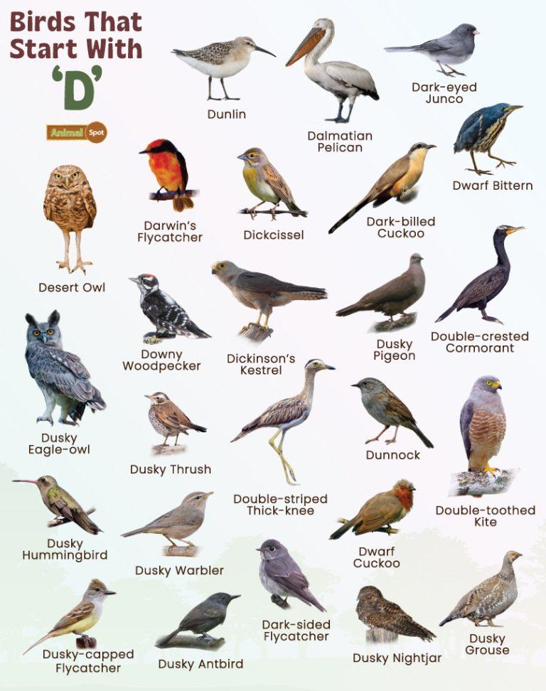 Birds That Start With D