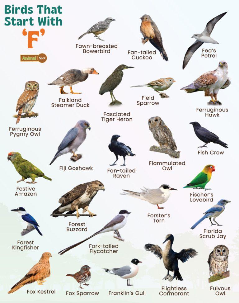 Birds That Start With F