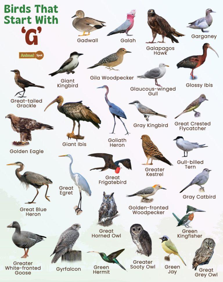 Birds That Start With G