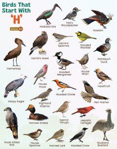 Birds That Start With H