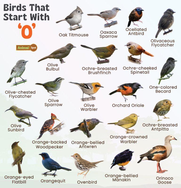 Birds That Start With O