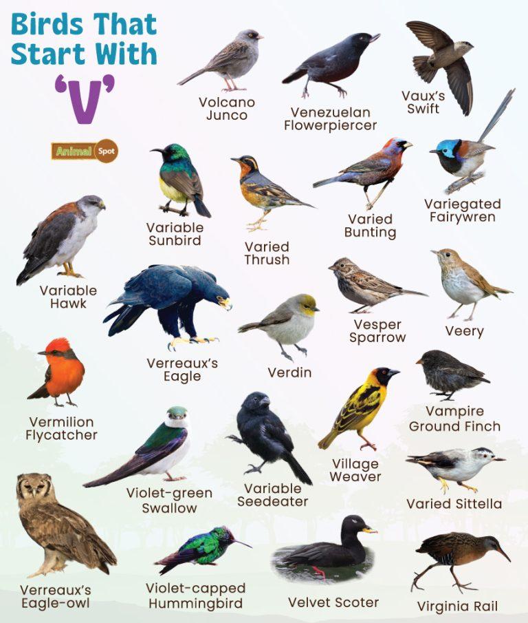 Birds That Start With V