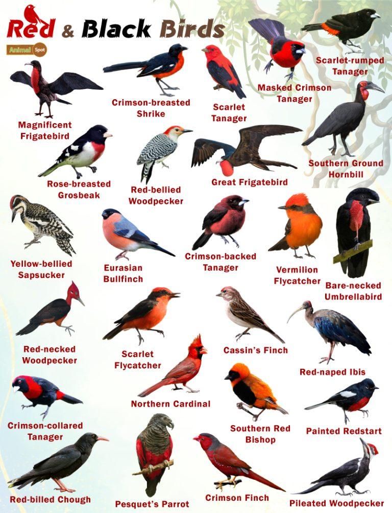 Red And Black Birds – Facts, List, Pictures