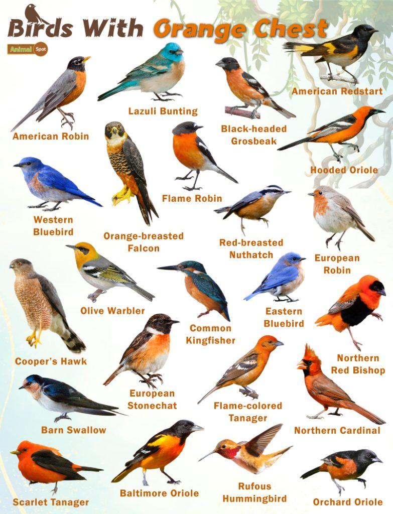 Birds with Orange Chest