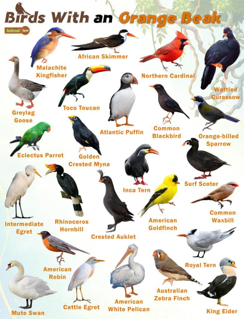 Birds with an Orange Beak