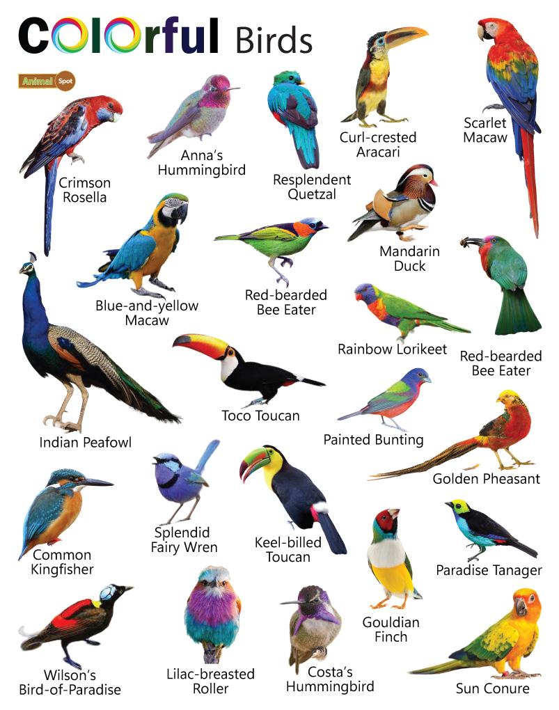 colorful pictures of birds