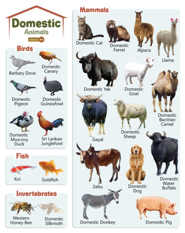 Domestic Animals Facts, List, Pictures