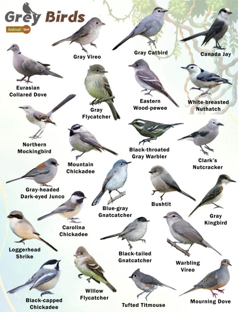 Gray Birds Facts, List, Pictures