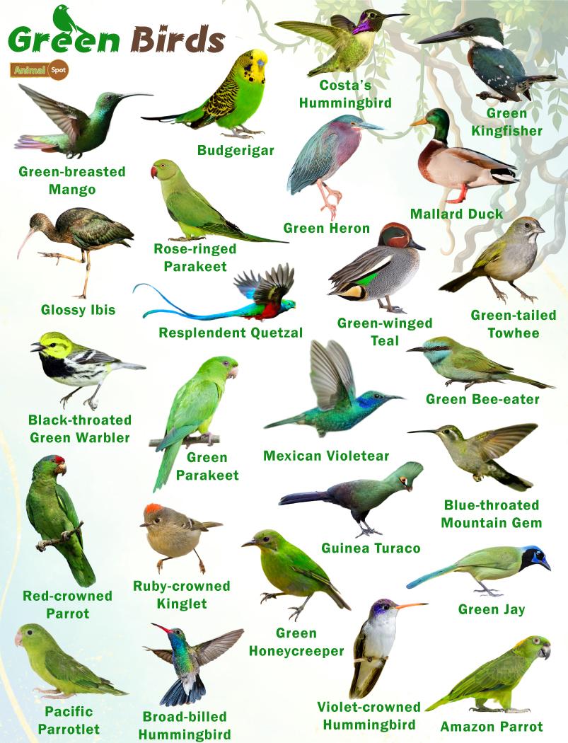 Most Common Green Birds