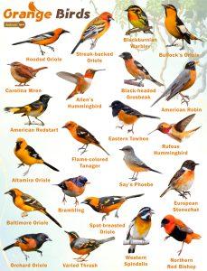 Orange Birds – Facts, List, Pictures