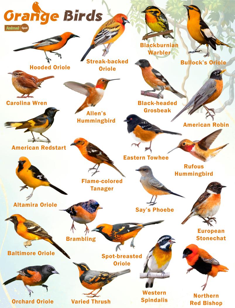 https://www.animalspot.net/wp-content/uploads/2023/06/Orange-Birds.jpg
