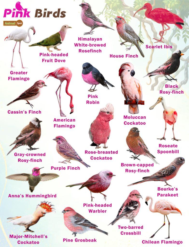 Pink Birds