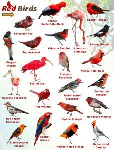 Red Birds – Facts, List, Pictures