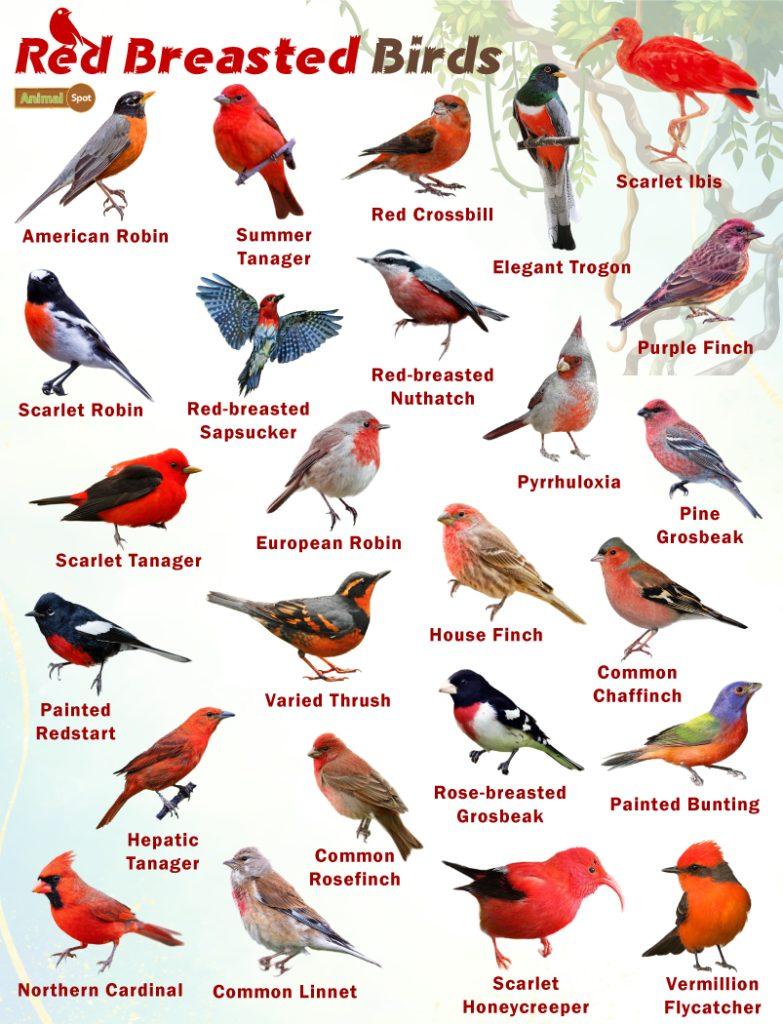 Red Breasted Birds