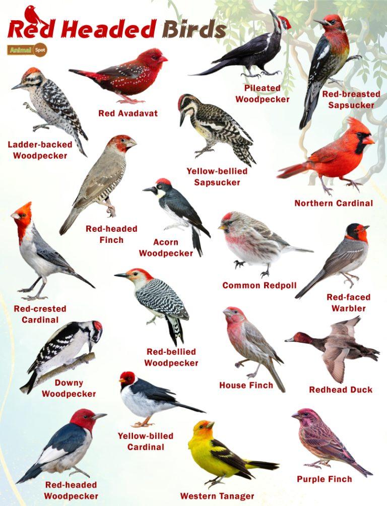 Red Headed Birds Facts, List, Pictures