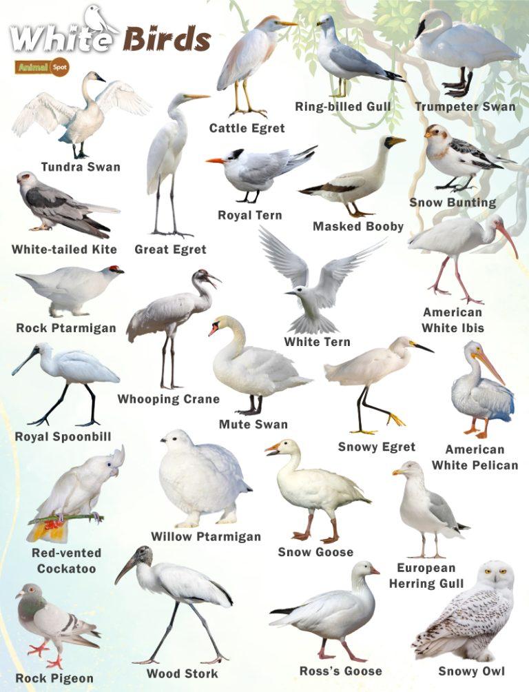 White Birds – Facts, List, Pictures