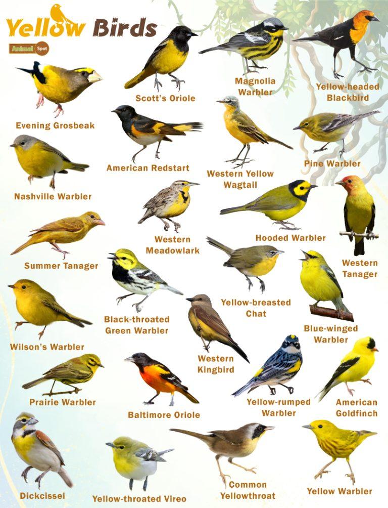 Yellow Birds – Facts, List, Pictures