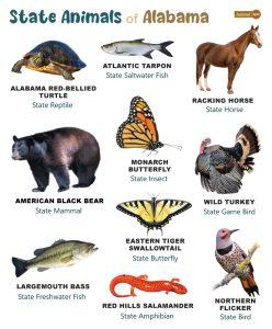 List of Animals That Live in Alabama (With Pictures)