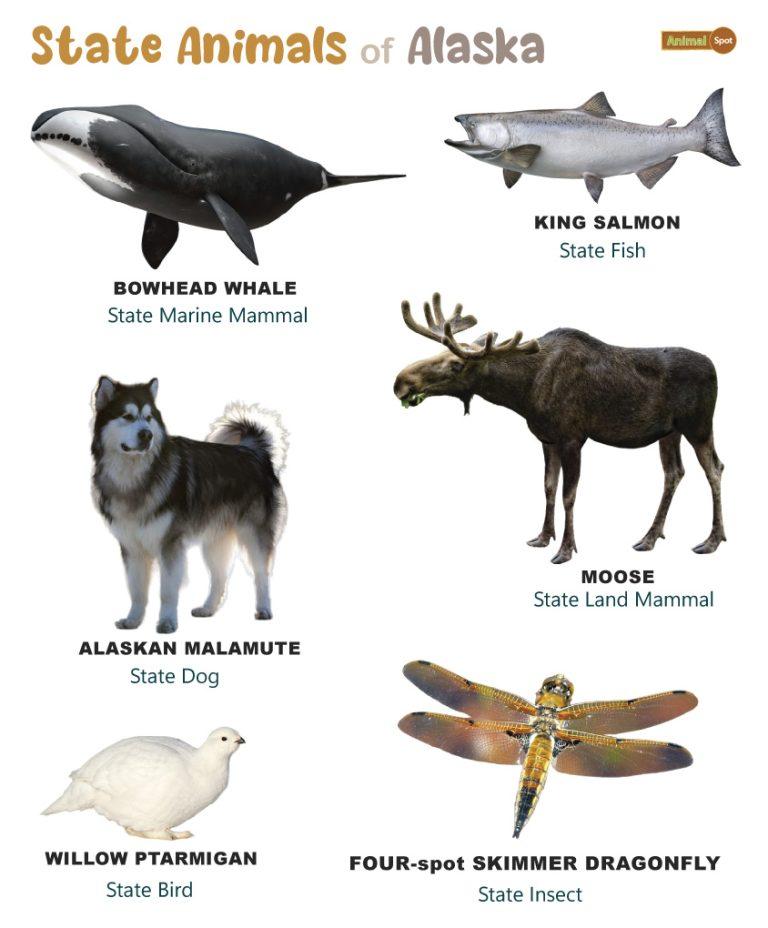 List of Animals That Live in Alaska - And Its State Animals (Photos)