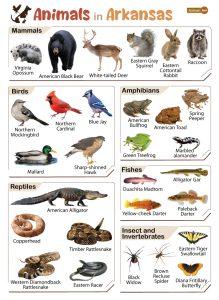 List of Animals That Live in Arkansas (With Pictures)