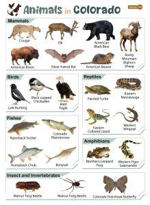 List of Animals That Live in Colorado (With Pictures)