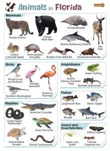 List of Animals That Live in Florida (With Pictures)