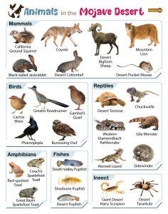 List of Animals That Live in the Mojave Desert - Facts With Pictures