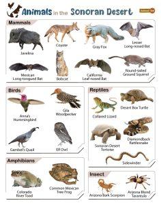 List of Animals That Live in the Sonoran Desert - Facts With Pictures