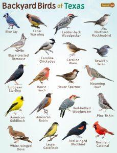 Backyard Birds of Texas – Facts, List, Pictures