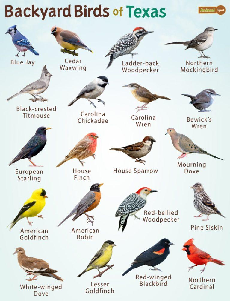 Backyard Birds of Texas – Facts, List, Pictures