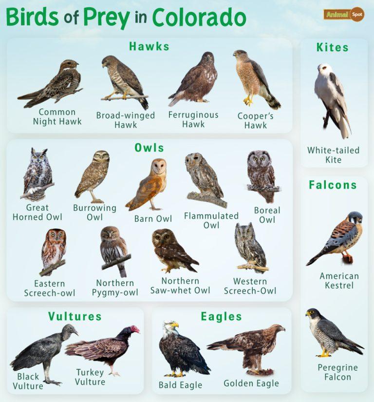 Birds of Prey in Colorado – Facts, List, Pictures