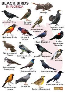 Black Birds In Florida – Facts, List, Pictures