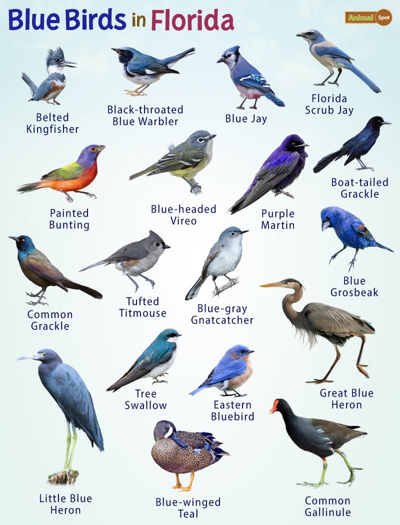 Blue Birds – Facts, List, Pictures