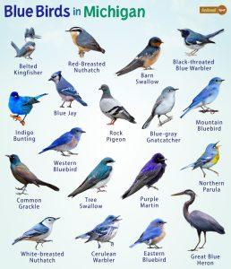 Blue Birds In Michigan – Facts, List, Pictures